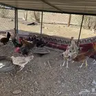 للبيع دجاج بياض