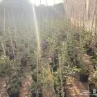 شتلات سدر بلدي مركن عشرين