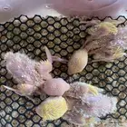 عرض على فروخ روز لاتينو(تم البيع)