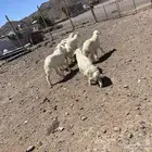 طليان حريات ذبايح