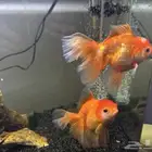 سمك goldfish oranda