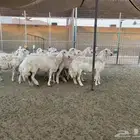 غنم ضان حريات دفيع بعد كشف السونار