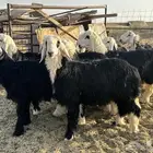 بهم نجد كله خرفان