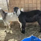 تيوس العدد ثنين فل شحم حد الغلاق