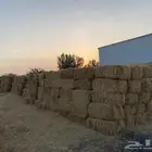 علف تبن شعير