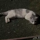 قطو اسكتلندي