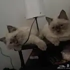 قط للتبني