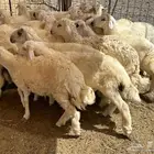 اضاحي للبيع يوجد مسلخ بالموقع وخدمة توصيل