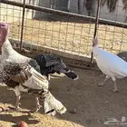 القصيم البدايع