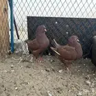 كنق احمر(تم البيع)