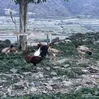 دجاج بلدي للبيع