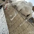 للبيع ناقه حايل
