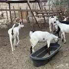 ماعز بيشي جفار وفحل