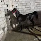 حصان ادهم كحل مصري بيور وعليه ختم بيور