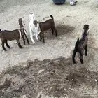 تيوس البيع