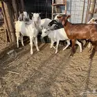 ذبايح