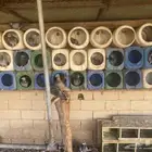 حمام زاجل