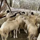 اضاحي بلدي تبدا الاسعار من 850