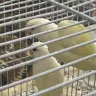 اربعه أزواج روز عيون احمر الحجم كلها منتجه البيع مع الشبوك