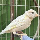 ذكر كناري كريمي جاهز . تم البيع