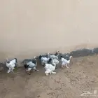 دجاج براهما كولومبي 6 دجاج وديك