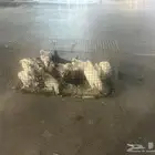 دجاج بددي فيومي