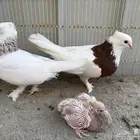 ايراني مطوق بانتاجه