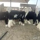 طليان نجد