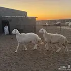ضان حريات