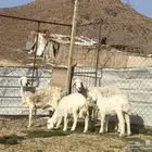 نعاج حريات ولد 2 تحتهن 2