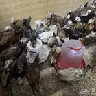 دجاج