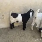 20 تيس لباني بلدي طيبة للبيع بالخرج اللي يبي حياه