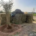 للبيع برسيم صافي العدد 66 بلكة