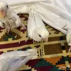 عصافير