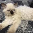 قطط صغيرة كيتن للبيع في الدمام