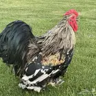 ديك كوشن نادر ( تم البيع )