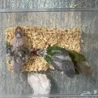 ثلاث فروخ كنيور