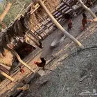 أديكه للبيع بلدي شرط الصحة ممتازة