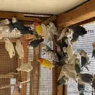 حضيرة روز ( لافبير ) منتجين شرط بالبياضات