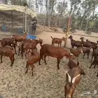 تيوس د هم