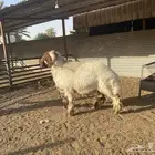 فحل نعيم فاخر