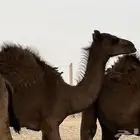 2قعدان وبكرة