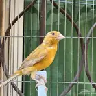 انثى كناري سورية لون مشمشي فاتح   تم البيع