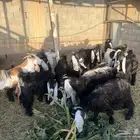 تيوس