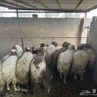 خرفان نعيم مغلقات
