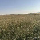 رودس للبيع ساجر