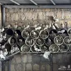 حمام زاجل انتاج
