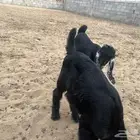 لباني تيس وجفره