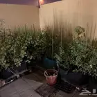 تربه بالمزروعات مجانا زرع بدون مقابل