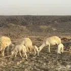 6 رخال ولد. تم البيع